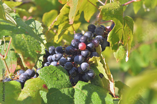 close up on black grape on leaf growing in leaf