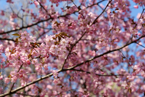 Pink sakura flowers on a branch at sunny day. Cherry blossom in spring garden on blue sky background