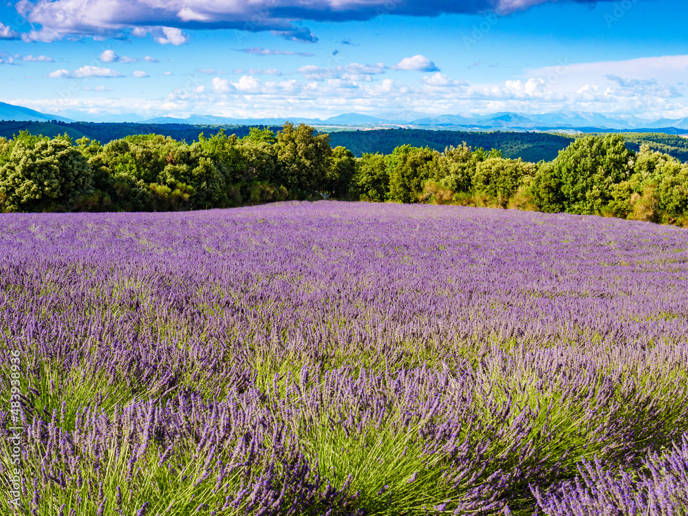 Landscape with lavender field in Provence France