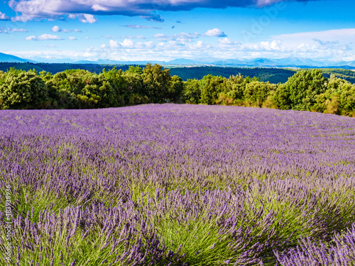 Landscape with lavender field in Provence France