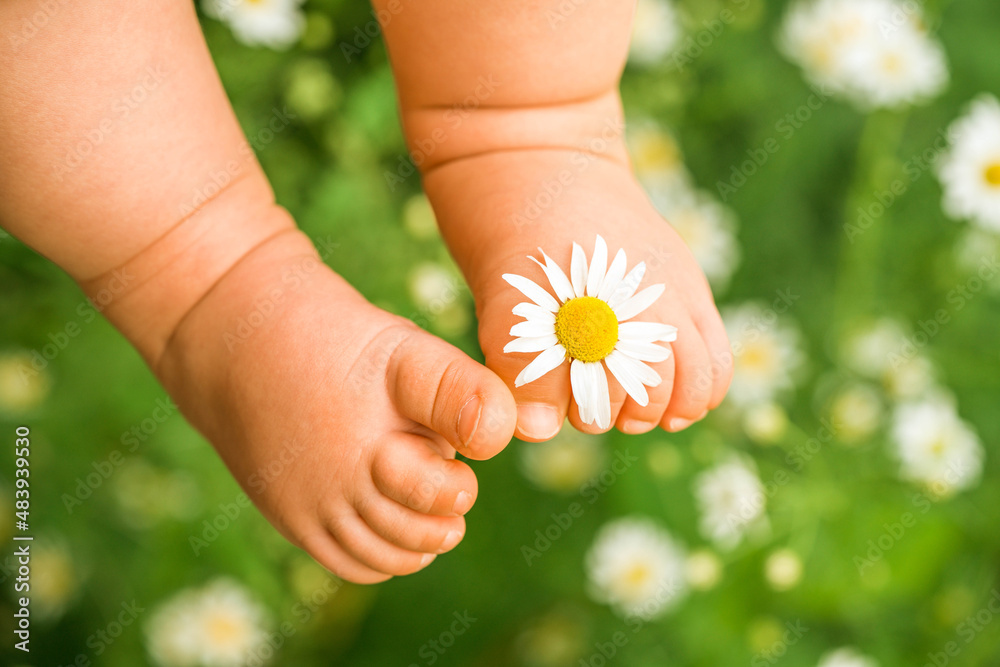 Children's feet with chamomile on green grass. Nature background. Children's feet with chamomile on green grass. Nature background.