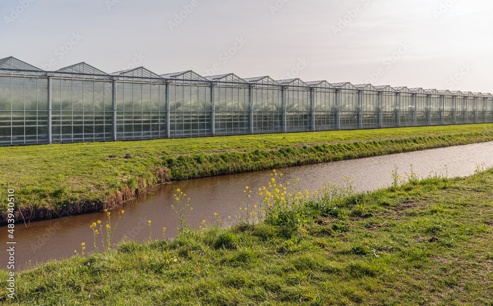 Fototapeta premium Yellow flowering rapeseed in the verge next to the ditch. In the background is a greenhouse horticulture company. The photo was taken on a cloudy day in spring in the Dutch province of North Brabant.