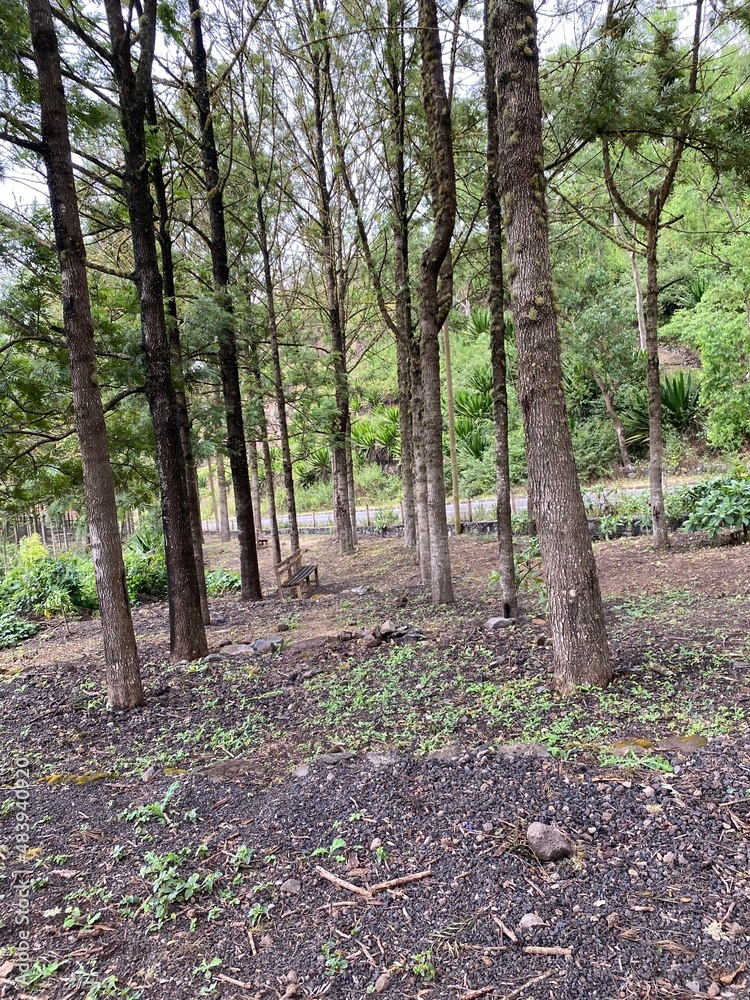 path in the woods