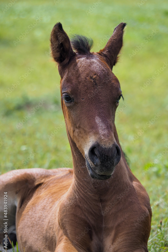 horse nature animal meadow grass sun foliage
horse nature animal meadow grass sun foliage