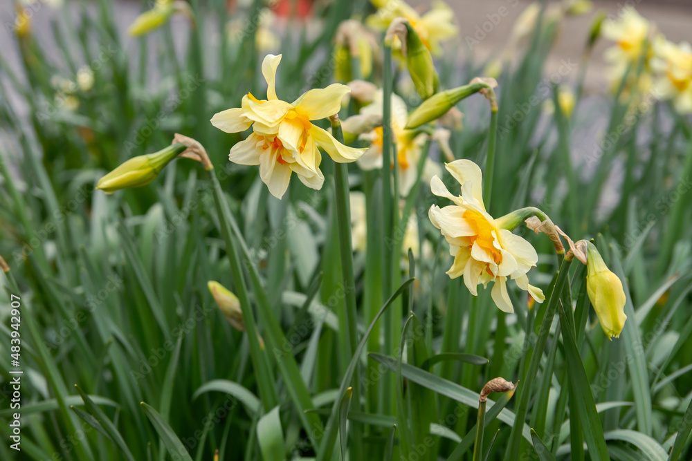 Daffodil Peach Cobbler Daffodil Peach Cobbler