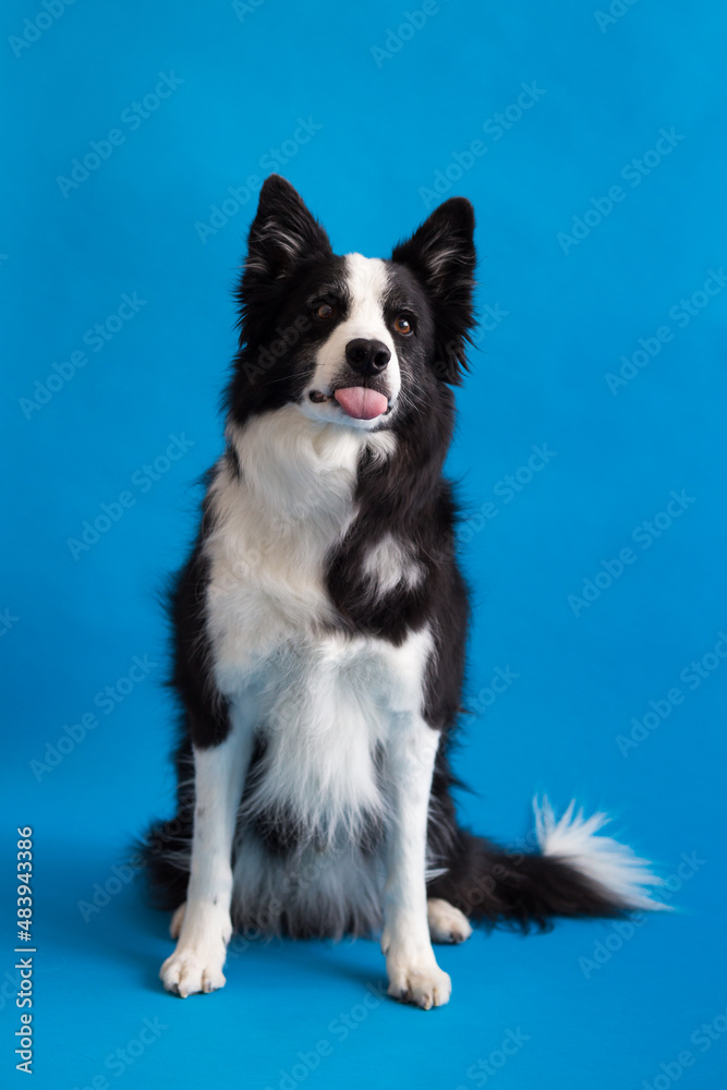 Selective focus funny view of handsome long-haired border collie sitting against plain blue background staring with tongue out and intent expression