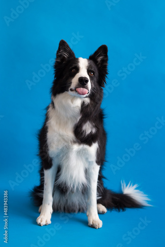 Selective focus funny view of handsome long-haired border collie sitting against plain blue background staring with tongue out and intent expression © Anne Richard