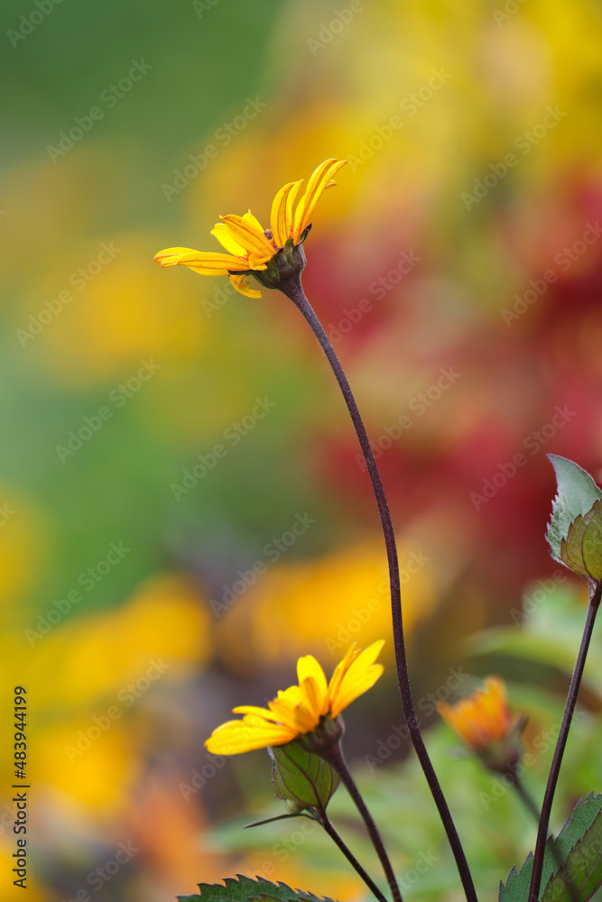 Yellow flower on a colorful backdrop