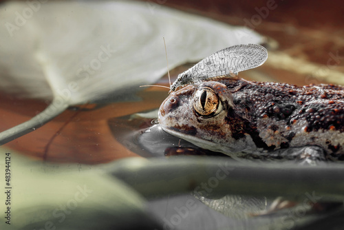frog on a tree