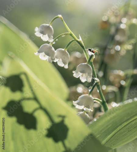 water drops on a flower