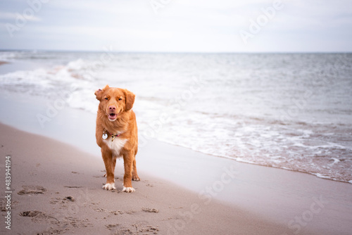 Pies nad morzem © Jagoda