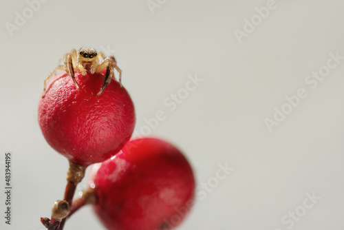small spider on a white background