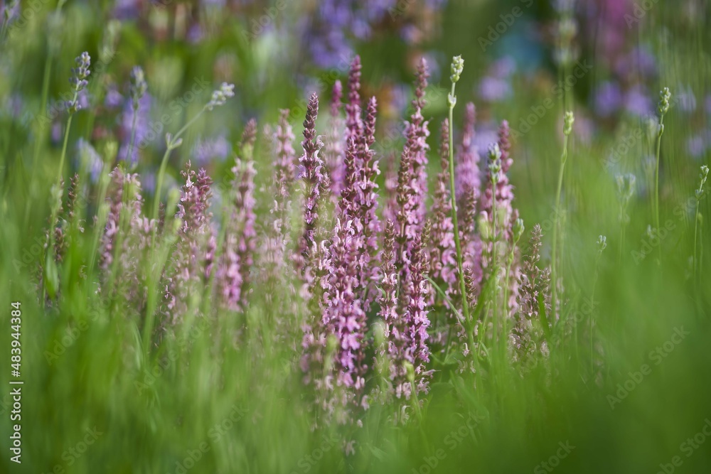 Naklejka premium Purple flowers on meadow