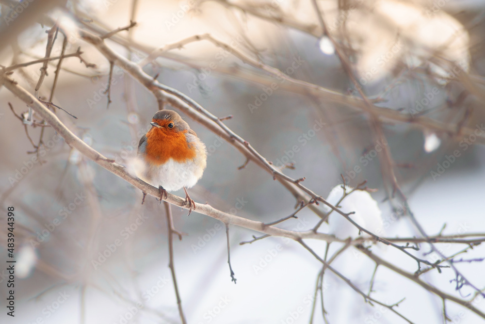 robin on snow robin on snow