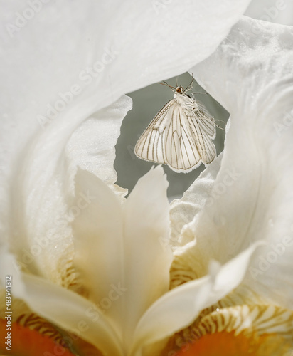 white seashell on black background