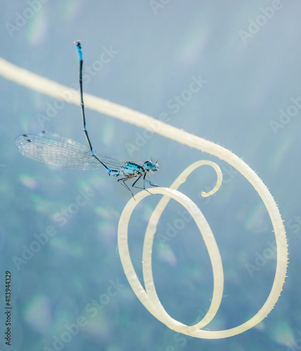 blue dragonfly on a branch