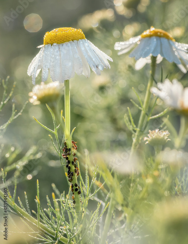 camomile on the grass