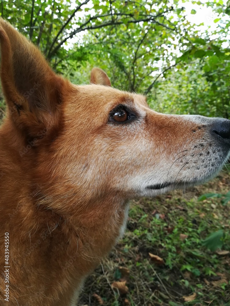 portrait of a dog in the woods portrait of a dog in the woods