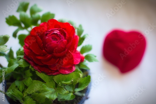 Red heart and red flower