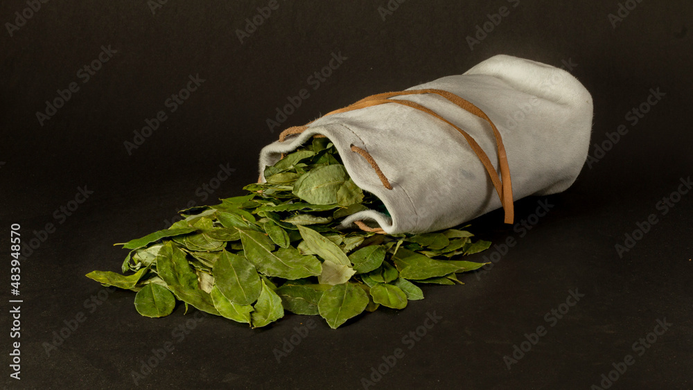 Erythroxylum coca. La COCA no es cocaina. Hojas de COCA secas que