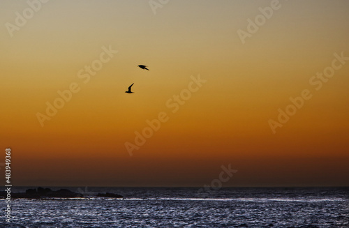 Birds in the sunset © Steve
