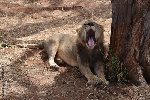 Fototapeta Naklejka Na Ścianę i Meble -  male lion 