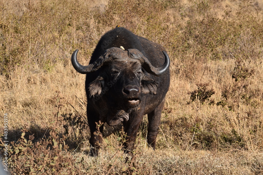 cape buffalo bull cape buffalo bull