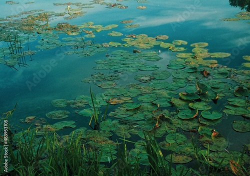 water lilies in lake