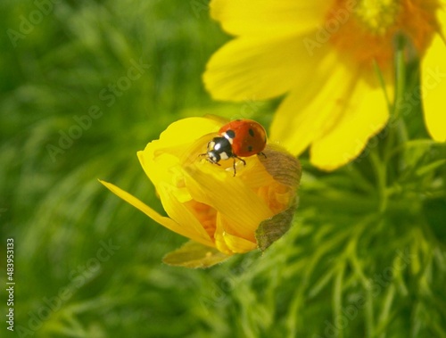 ladybug on yellow flower (adonis vernalis)