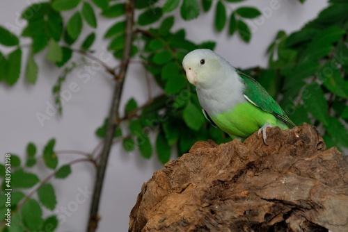 Grauköpfchen Männchen (Agapornis canus) in der Voliere. photo