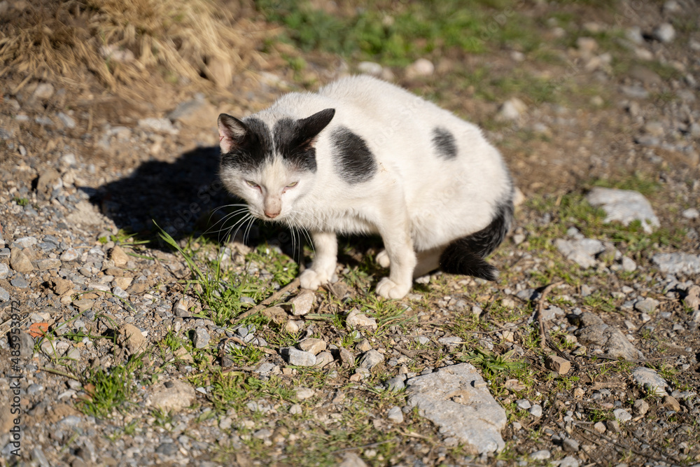 cat resting on the ground cat resting on the ground