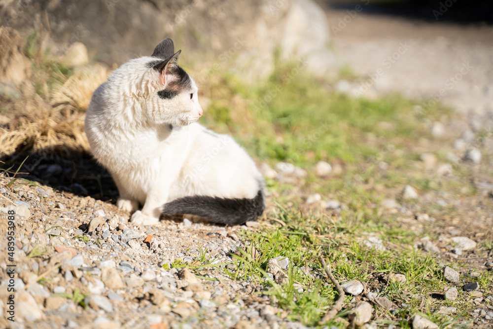 Naklejka premium cat resting on the ground