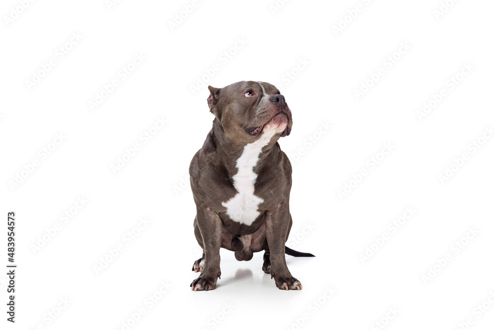 Studio shot of chocolate color dog, staffordshire terrier isolated over white studio background. Concept of motion, beauty, fashion, breeds, pets love, animal
