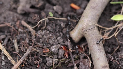 Wallpaper Mural Colony of black ants crawled on the ground, tree branches and leaves. Macro Torontodigital.ca