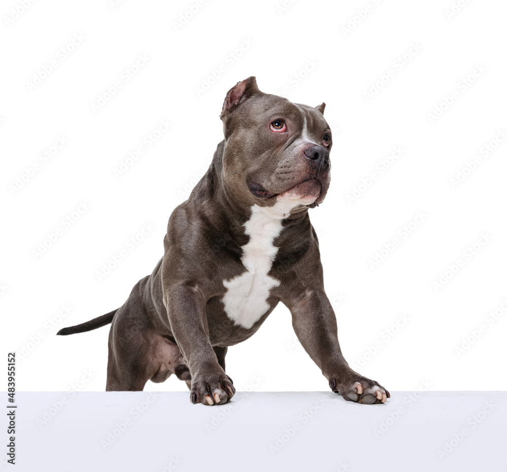 Studio shot of chocolate color dog, staffordshire terrier isolated over white studio background. Concept of motion, beauty, fashion, breeds, pets love, animal