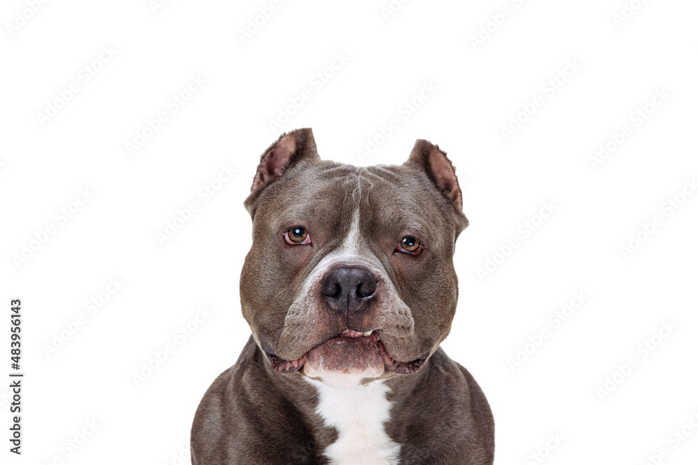 Close-up chocolate color purebred dog, staffordshire terrier looking at camera isolated over white studio background. Concept of animal care