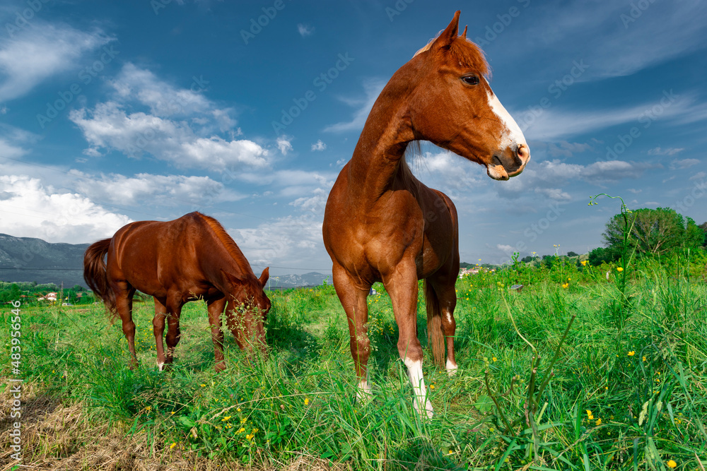 Fototapeta premium Beautiful grazing horses