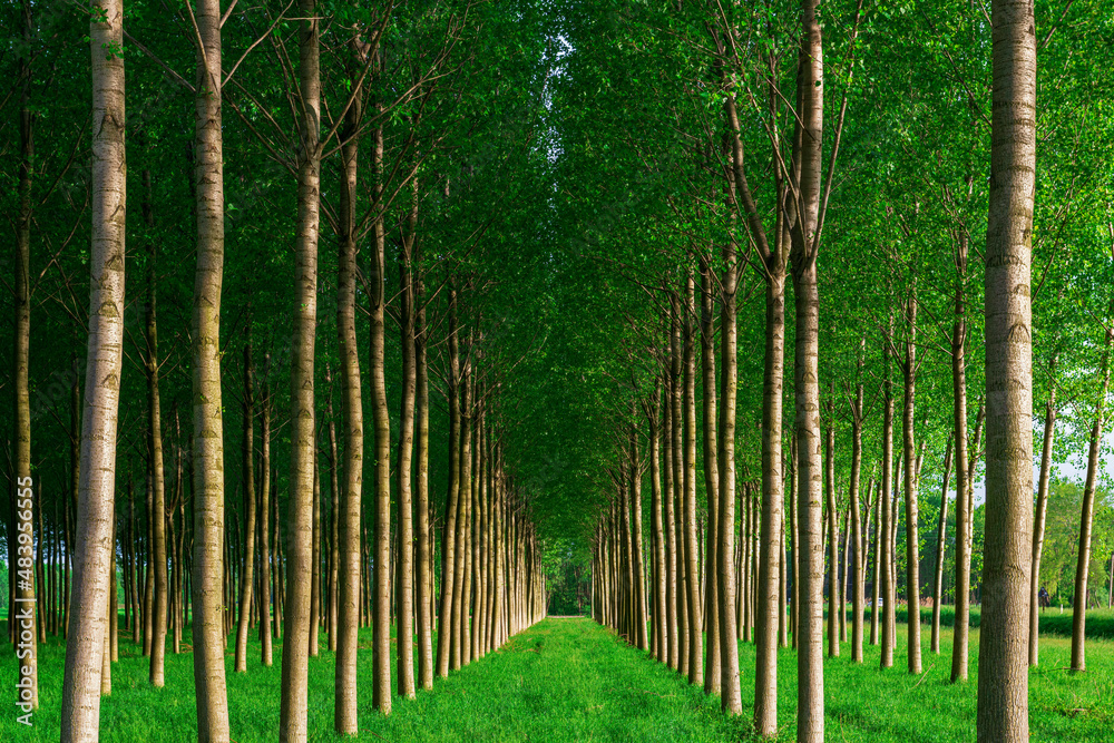 Fototapeta premium Straight lines of young trees.