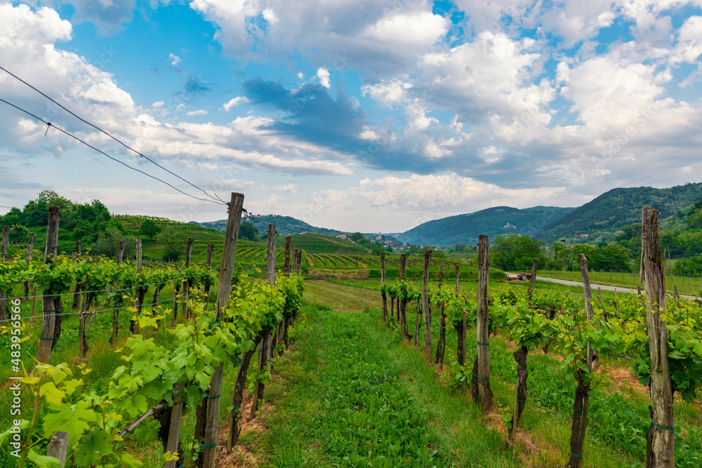 Vineyards in Vipava valley, Slovenia.