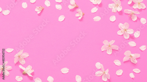 Fototapeta Naklejka Na Ścianę i Meble -  spring flowers on pink paper background