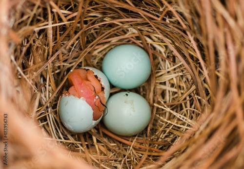 A bluebird breaks out of it's shell.