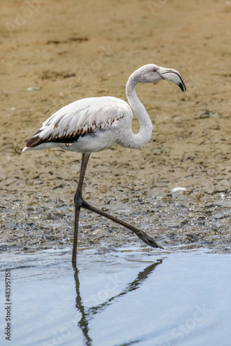 Juvenile Greater Flamingo, Walvis Bay, Namibia