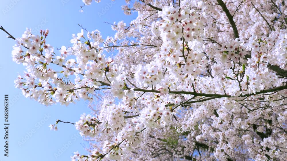 桜　染井吉野