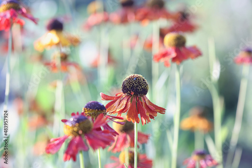 Moerheim Beauty, also known as common sneezeweed or large-flowered sneezeweed, popular garden plant from Finland photo