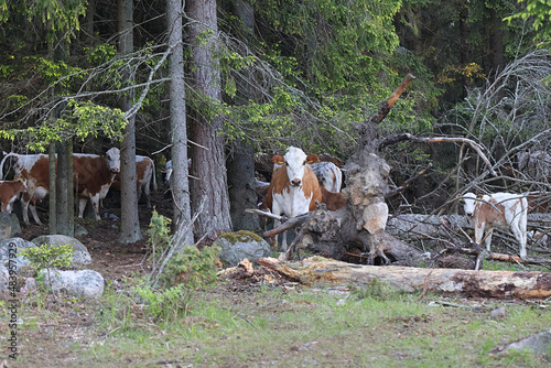 Free ranging cattle grazing on a forest pasture in .Finland
