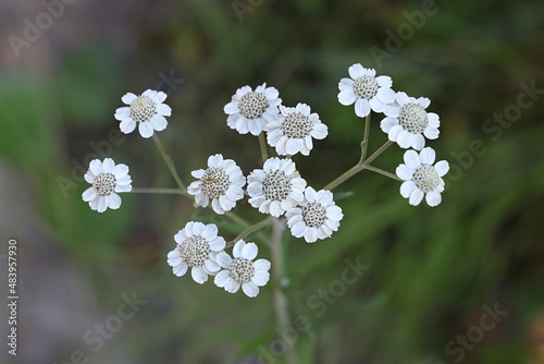 Sneezewort, also known as sneezeweed, goose tongue, sneezewort yarrow or white tansy, wild plant from Finland photo