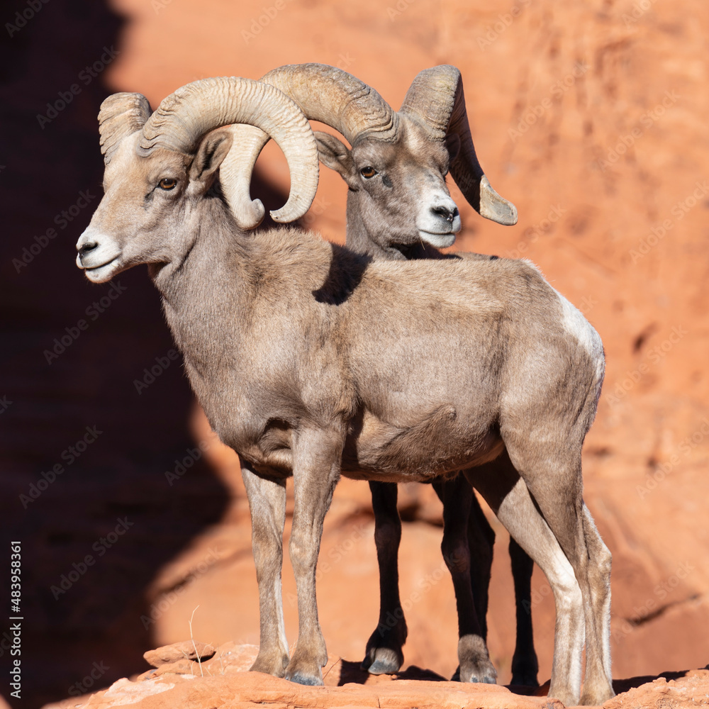 A pair of desert big horn sheep with one of them resting his head on the other's back. A pair of desert big horn sheep with one of them resting his head on the other's back.