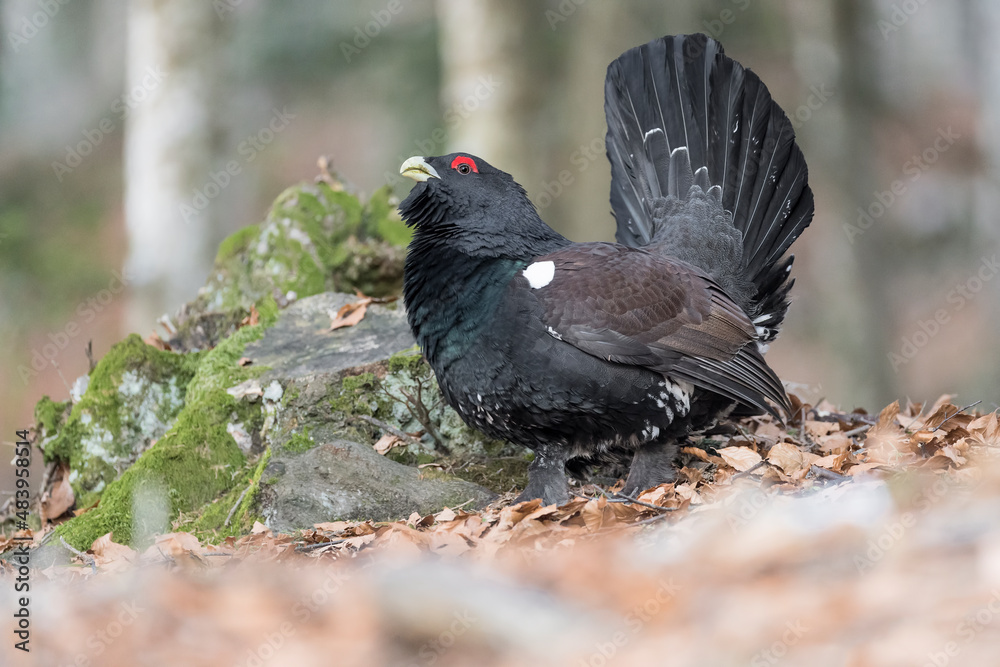 The majestic capercaillie male (Tetrao urogallus) The majestic capercaillie male (Tetrao urogallus)