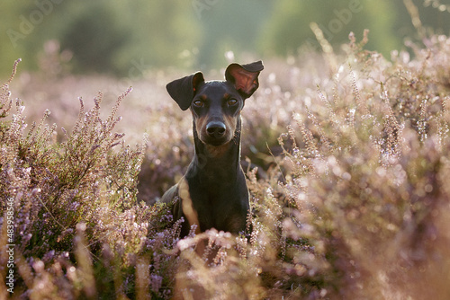 Slika na platnu Face Manchester terrier dog in heather in evening light