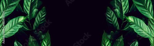 Black panoramic background with green leaves. Universal background in dark tones. 
